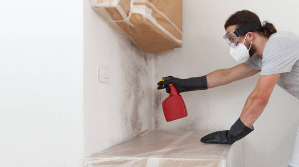 Basement Mold Remediation treatment on basement walls in Madison